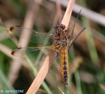 Libellula fulva